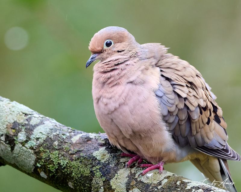 Mourning Dove