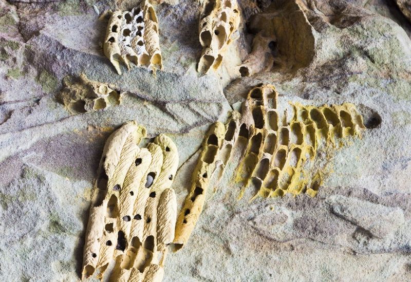 Mud Dauber Nests