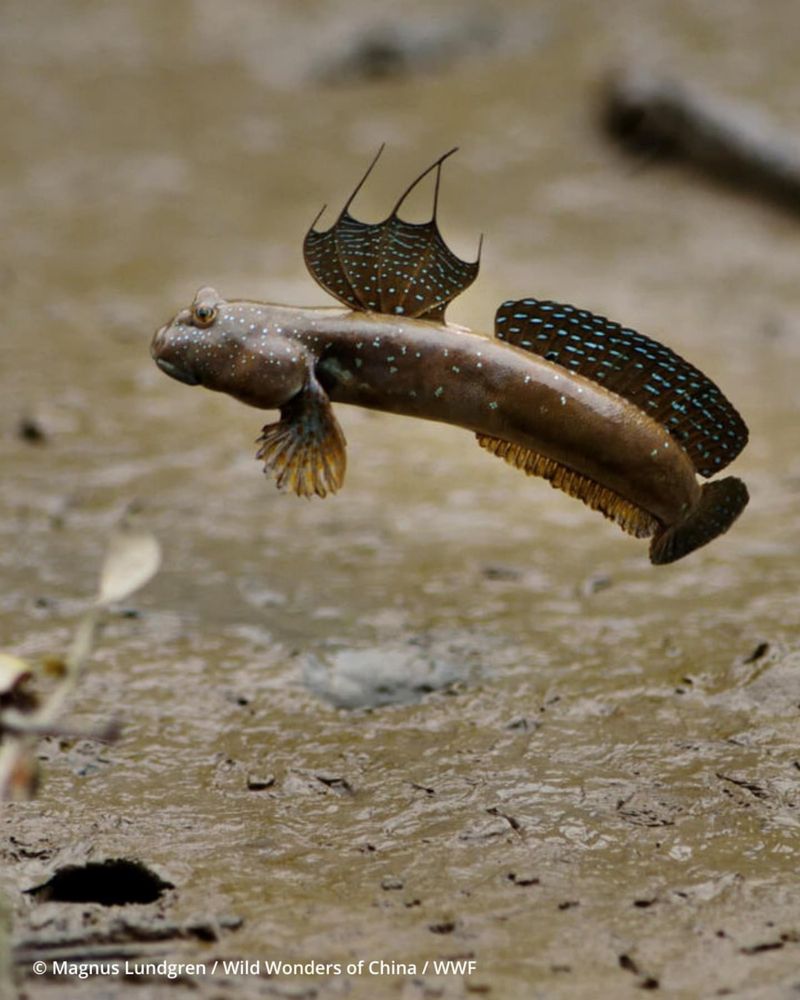 Mudskipper