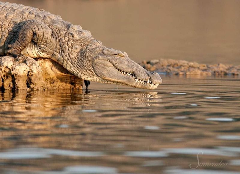 Mugger Crocodile