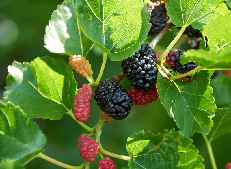 Mulberry (Morus)