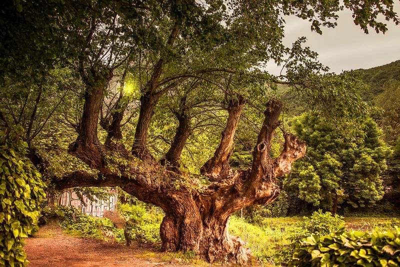 Mulberry Tree