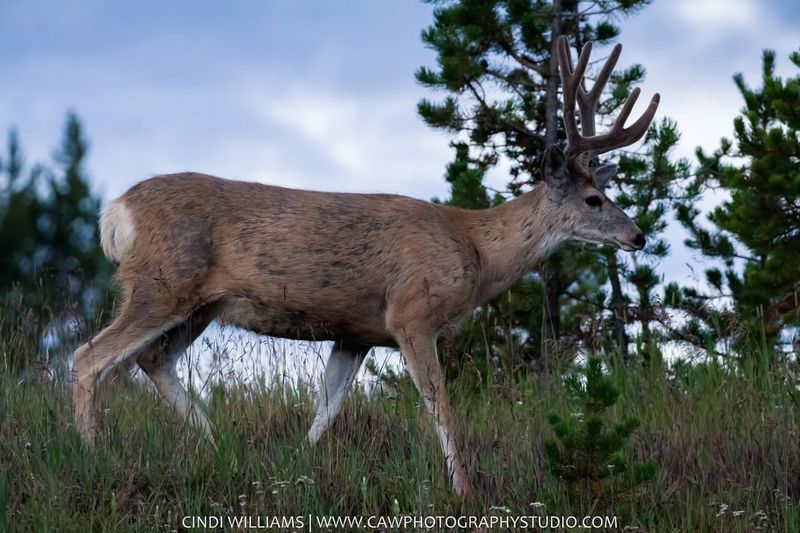 Mule Deer