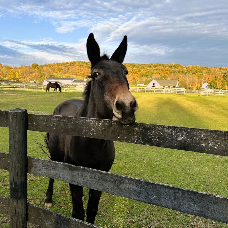 Mules and Donkeys