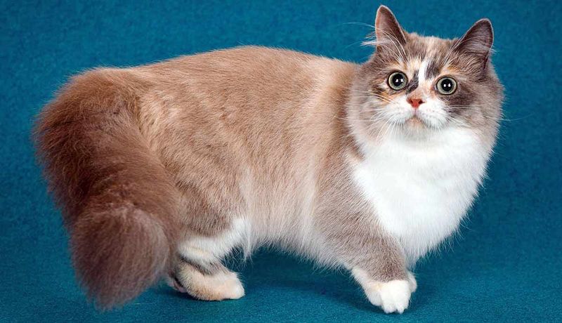 Munchkin Cat