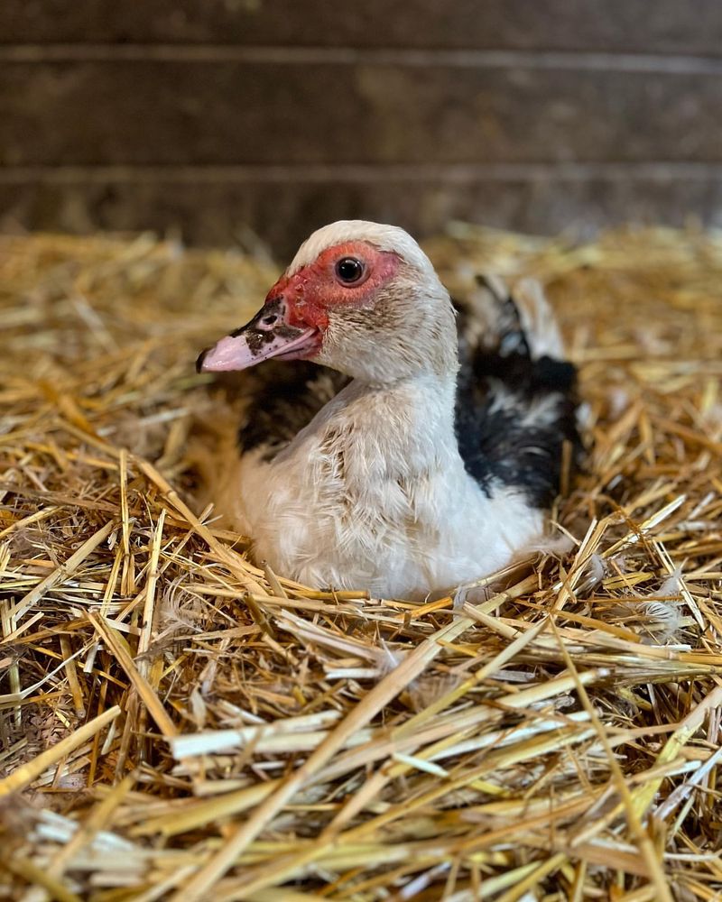 Muscovy Duck