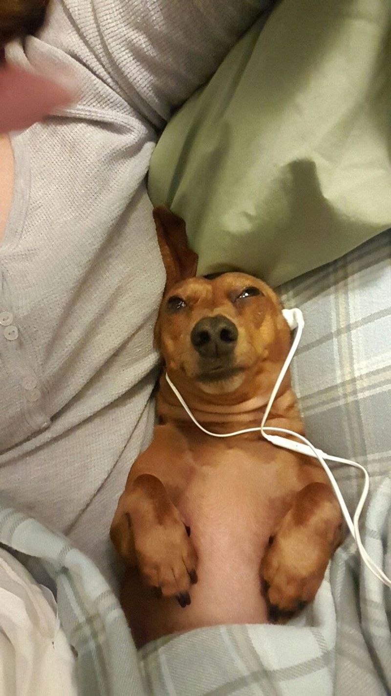 Music for Pets