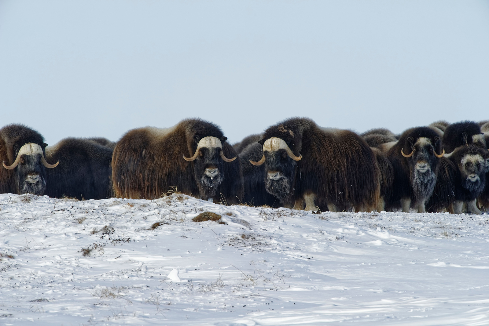 Musk Ox