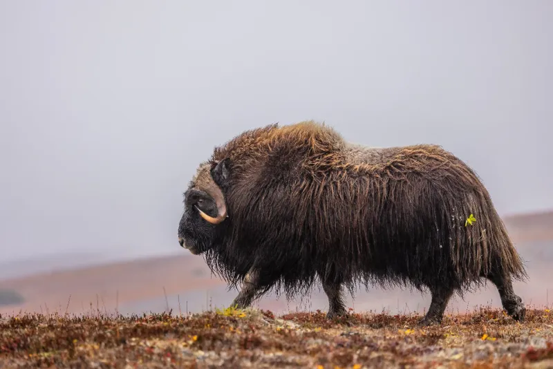 Musk Ox