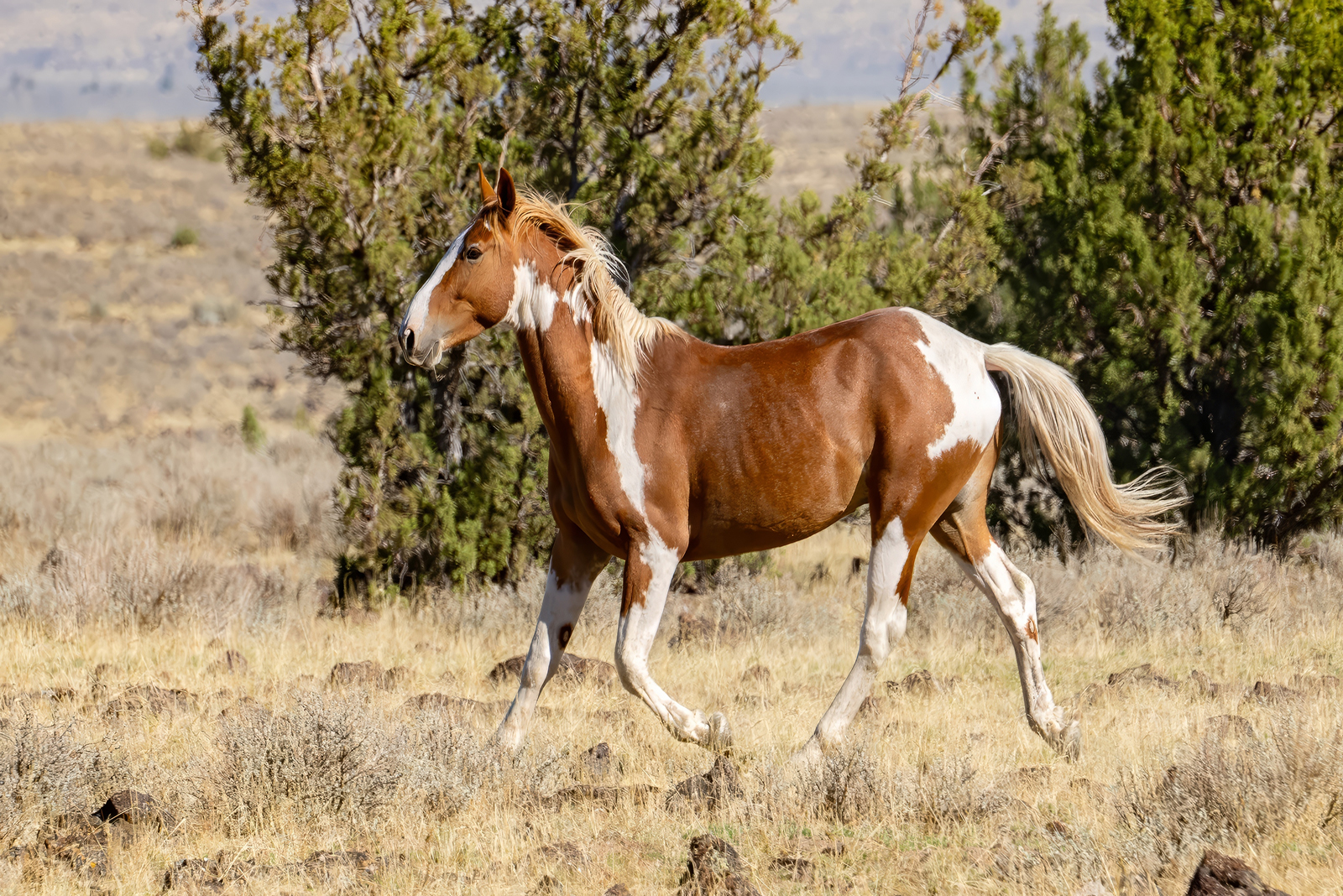 Mustang