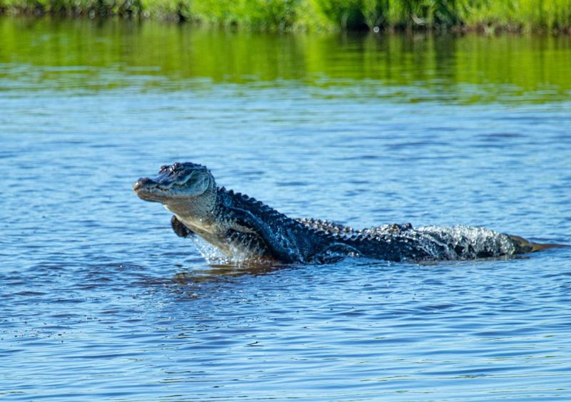 Myakka River