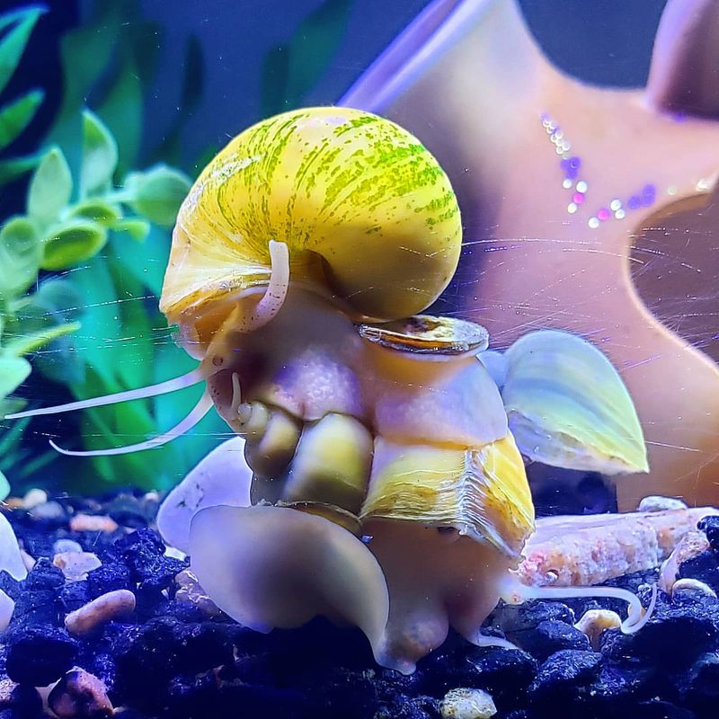 Mystery Snail