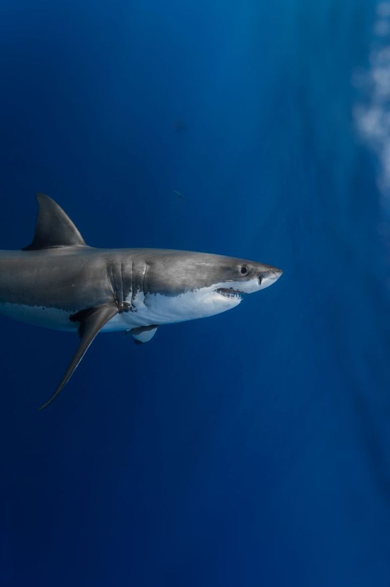 Myth: Sharks Can't Get Cancer