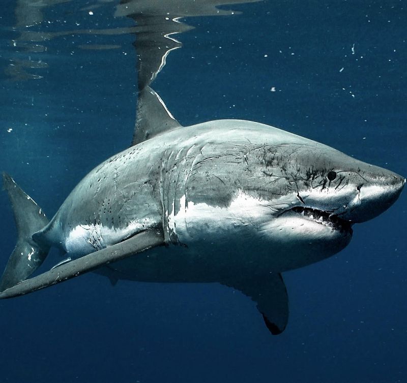 Myth: Sharks are Mindless Killers