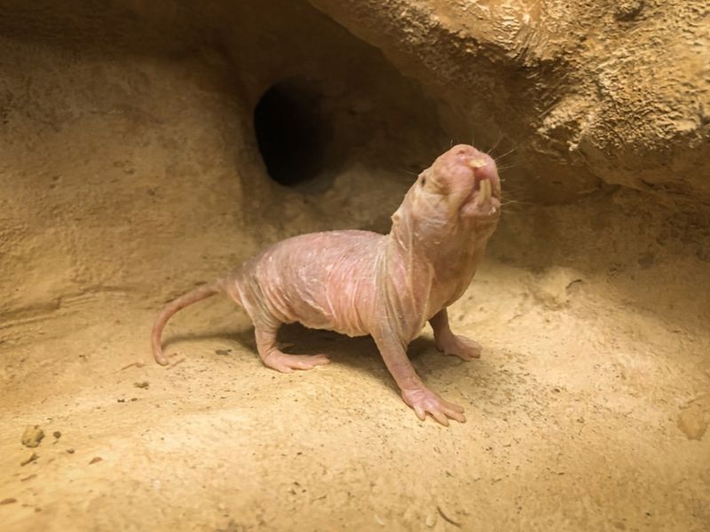 Naked Mole Rat