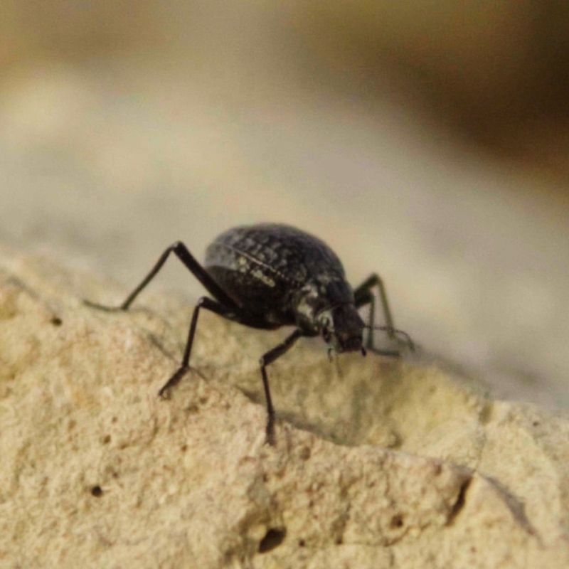 Namib Desert Beetle