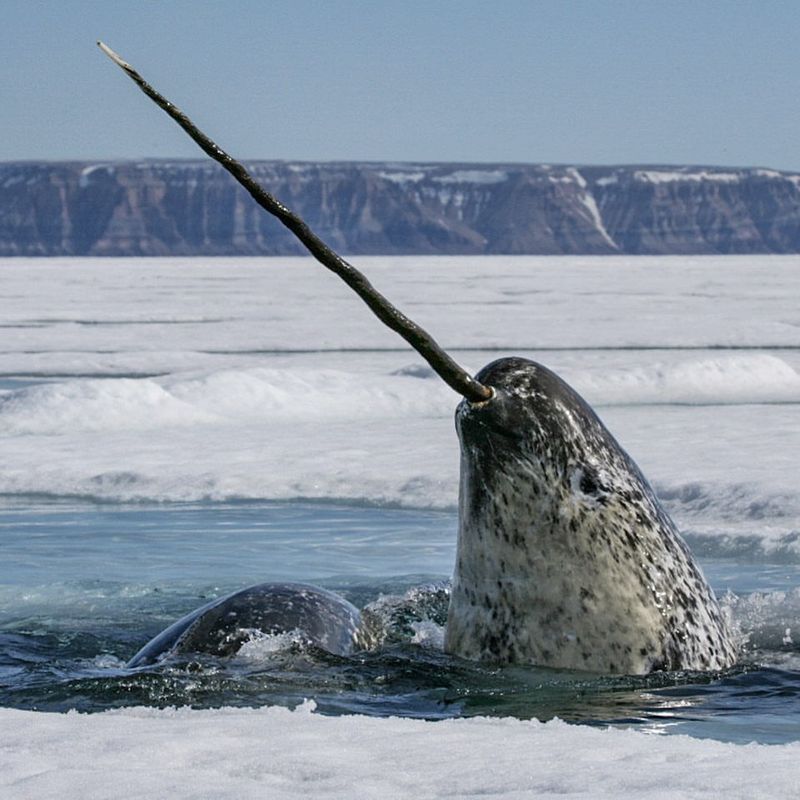 Narwhal's Unicorn-like Tusk