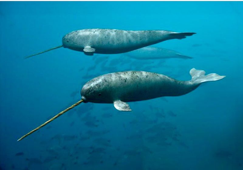 Narwhal