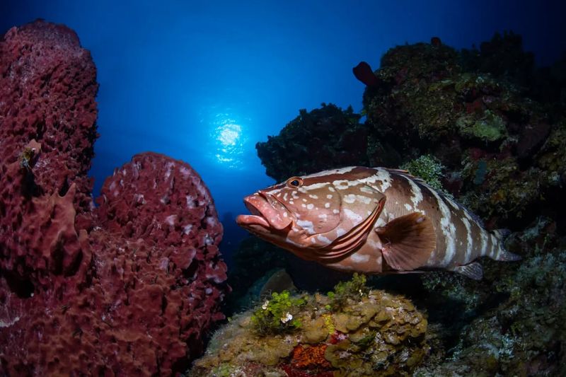 Nassau Grouper