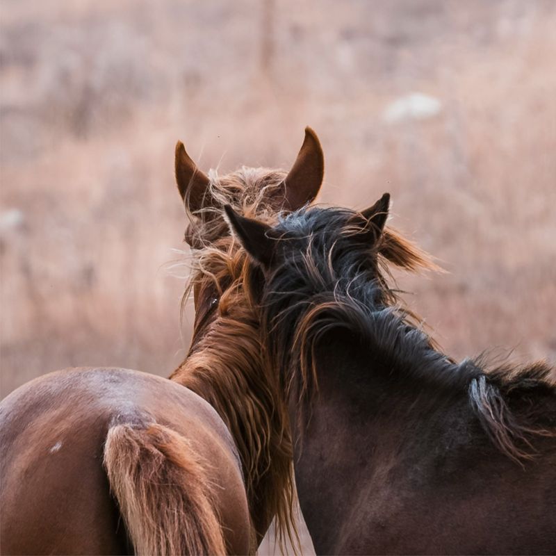 Natural Grooming Habits