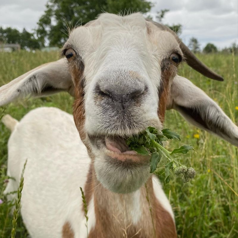 Natural Lawn Mowers