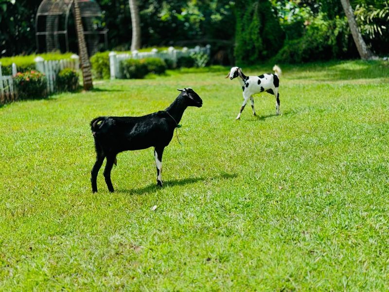 Natural Lawn Mowers