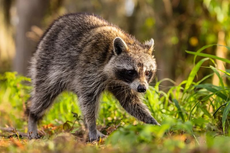 Natural Pest Controllers