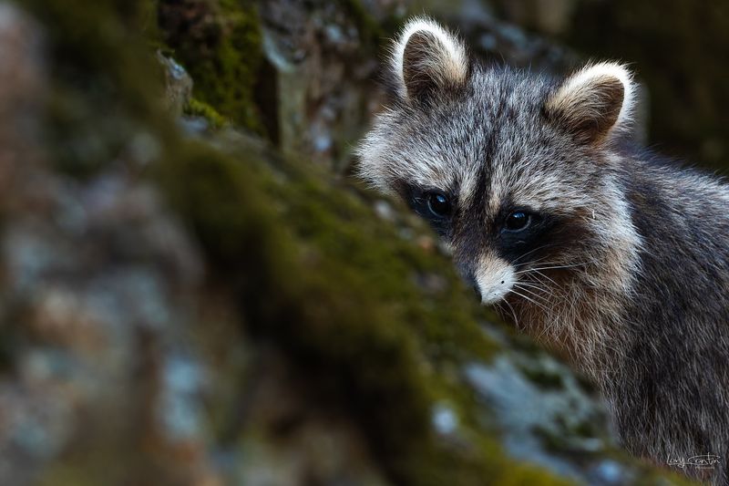 Nature Observers