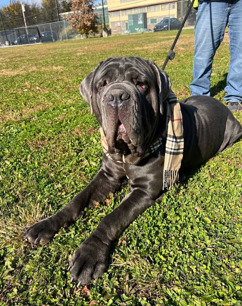 Neapolitan Mastiff