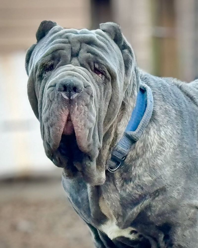 Neapolitan Mastiff