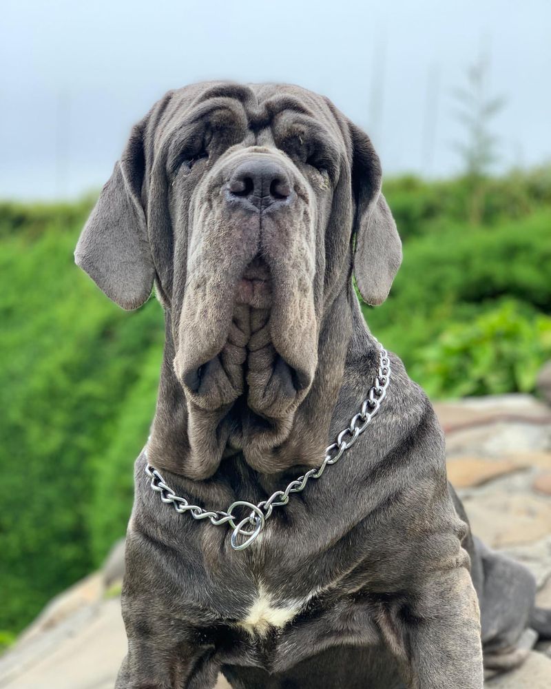 Neapolitan Mastiff