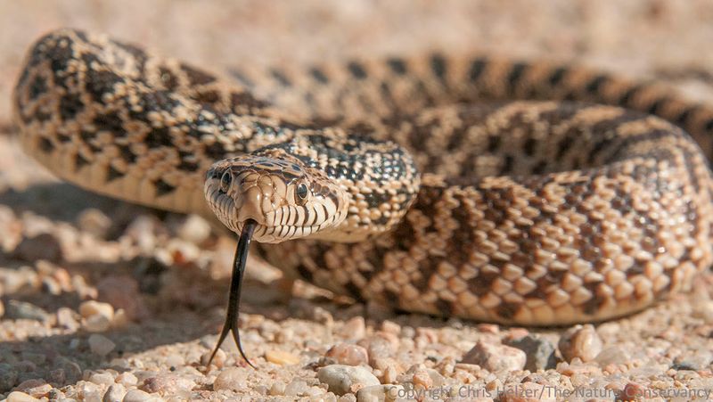 Nebraska's Bullsnake