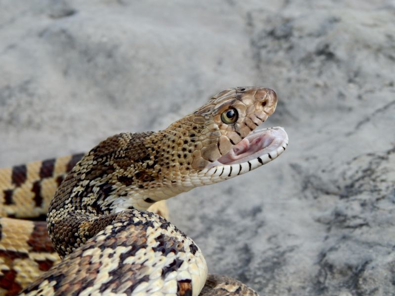 Nebraska - Bullsnake