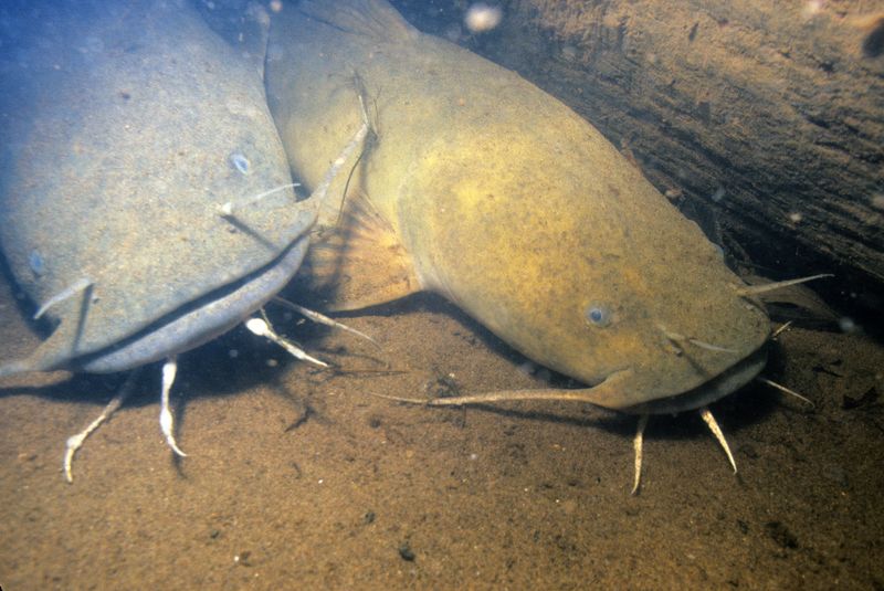 Nebraska: Flathead Catfish