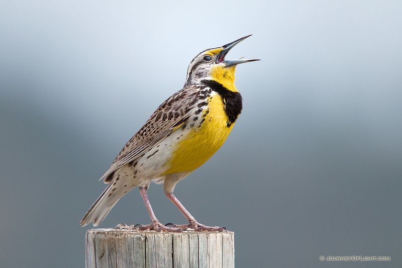 Nebraska - Western Meadowlark