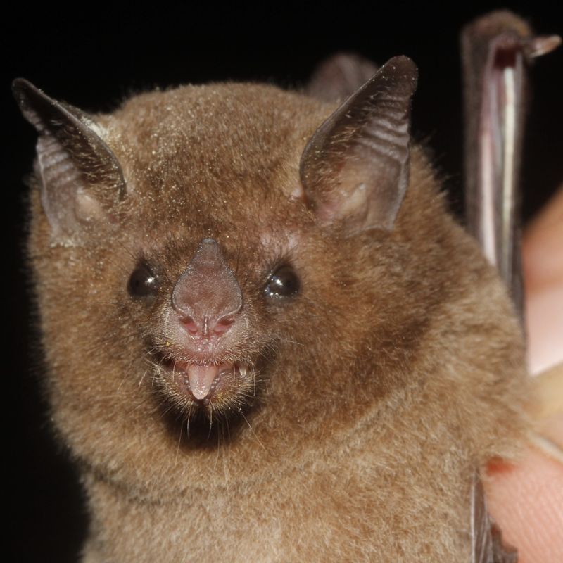 Nectar Bat