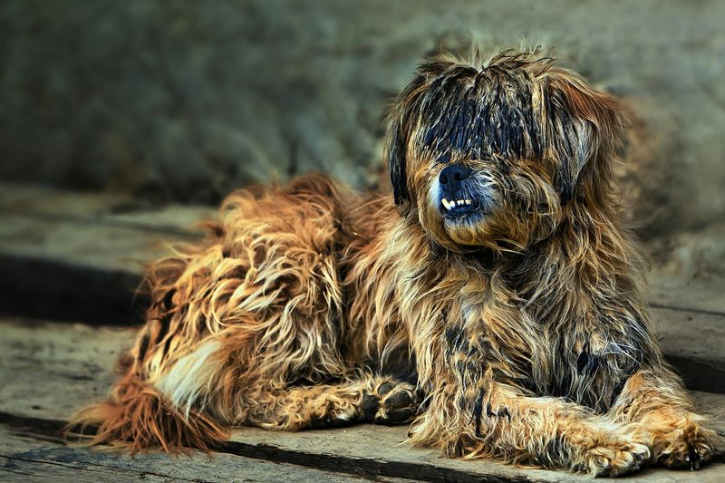 Neglecting to Brush Their Coat