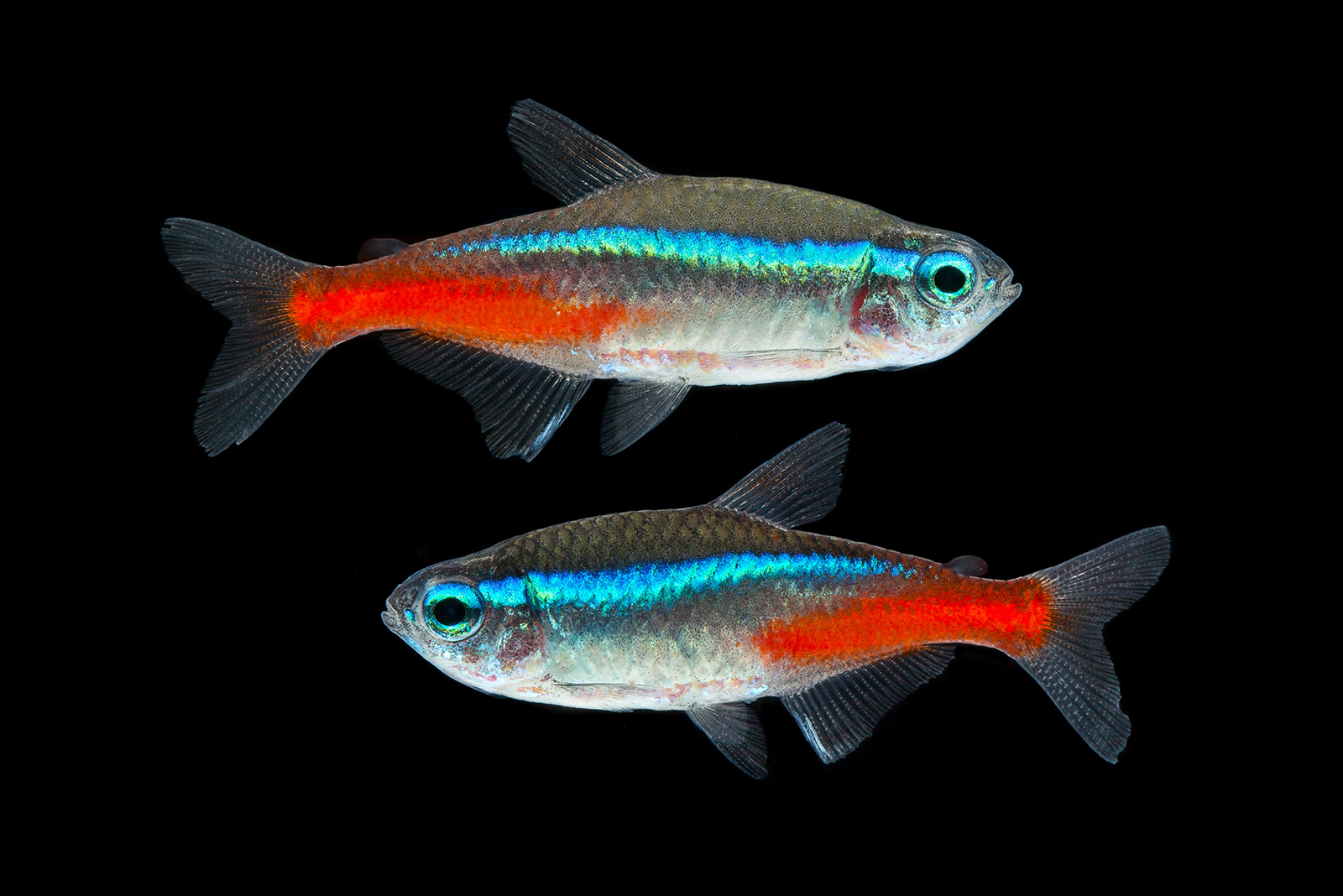 Neon Tetra