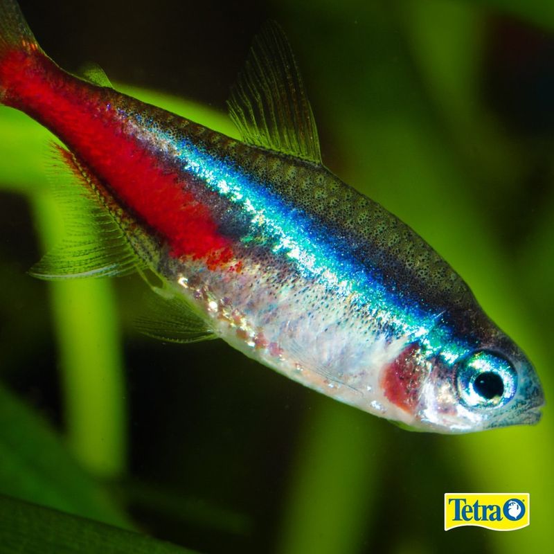 Neon Tetra