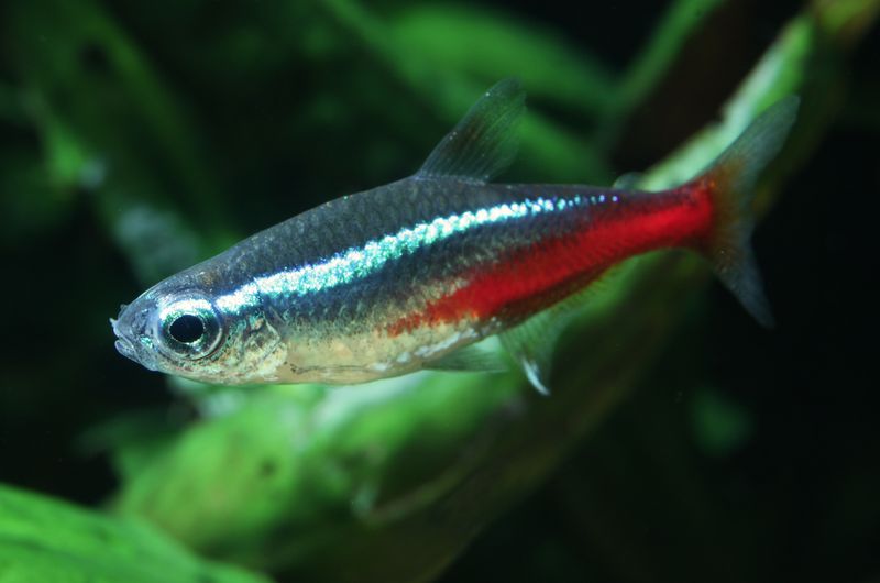 Neon Tetras