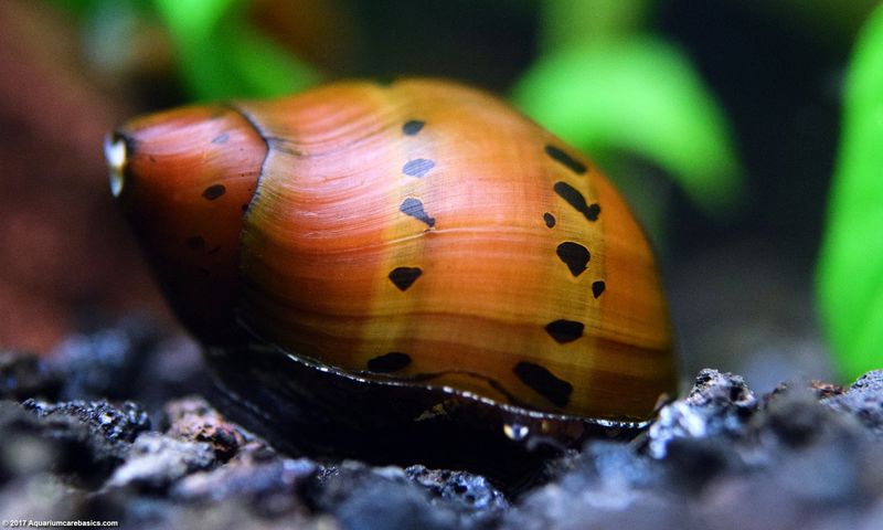 Nerite Snail