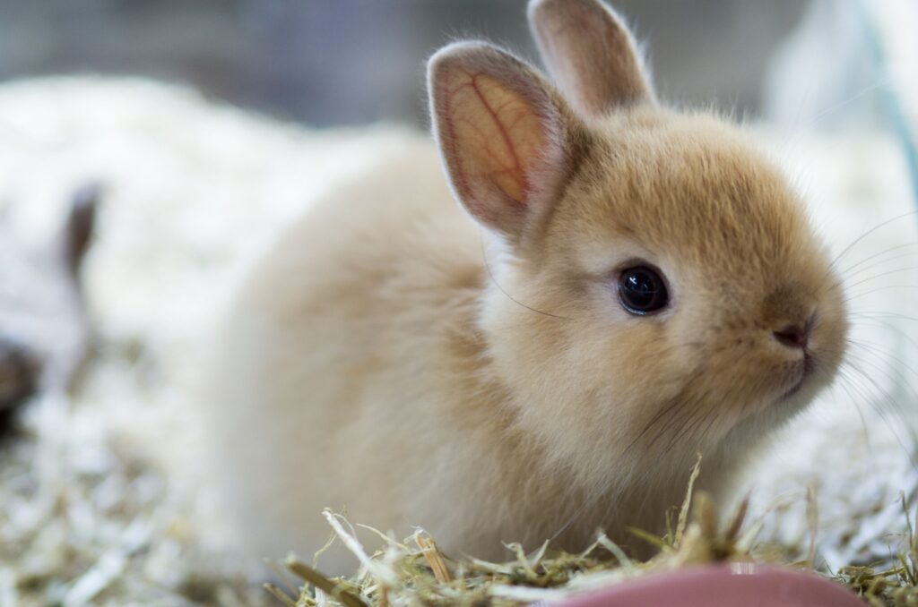 Netherland Dwarf