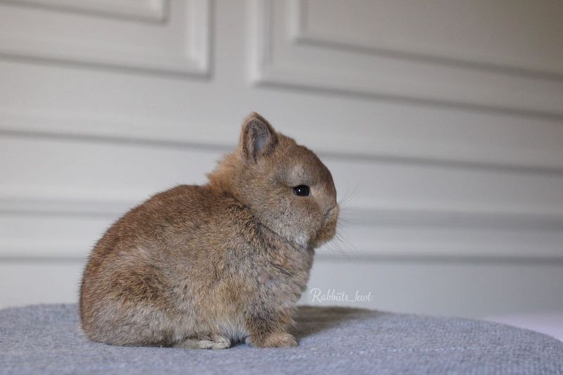 Netherland Dwarf