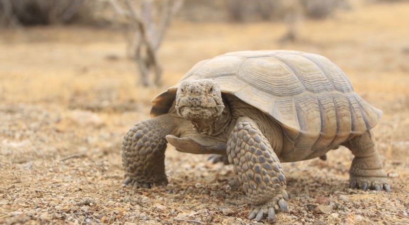 Nevada's Desert Tortoise