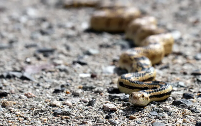 Nevada - Great Basin Gopher Snake