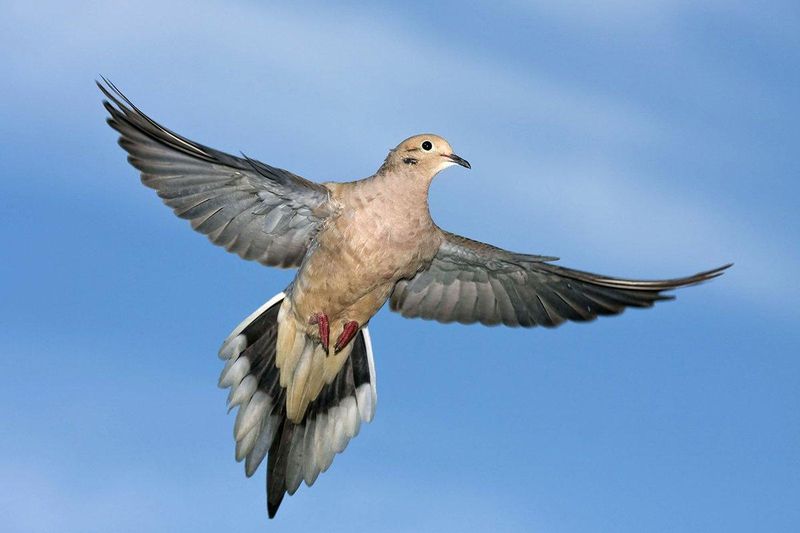 Nevada - Mourning Dove