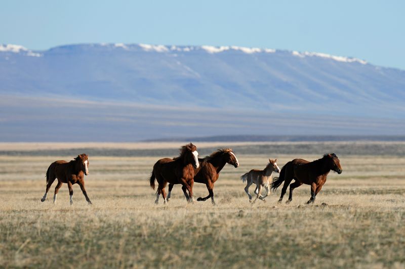 Nevada Wild Horse