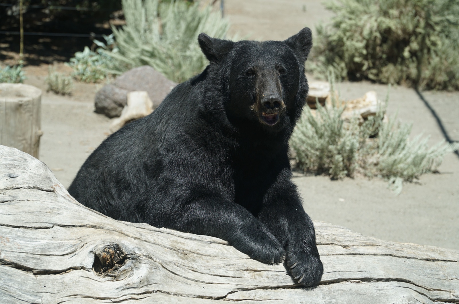 Nevada black bear