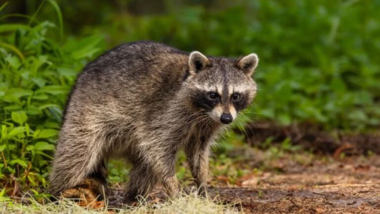 Never Kick Raccoons Out Of Your Yard For These 12 Reasons