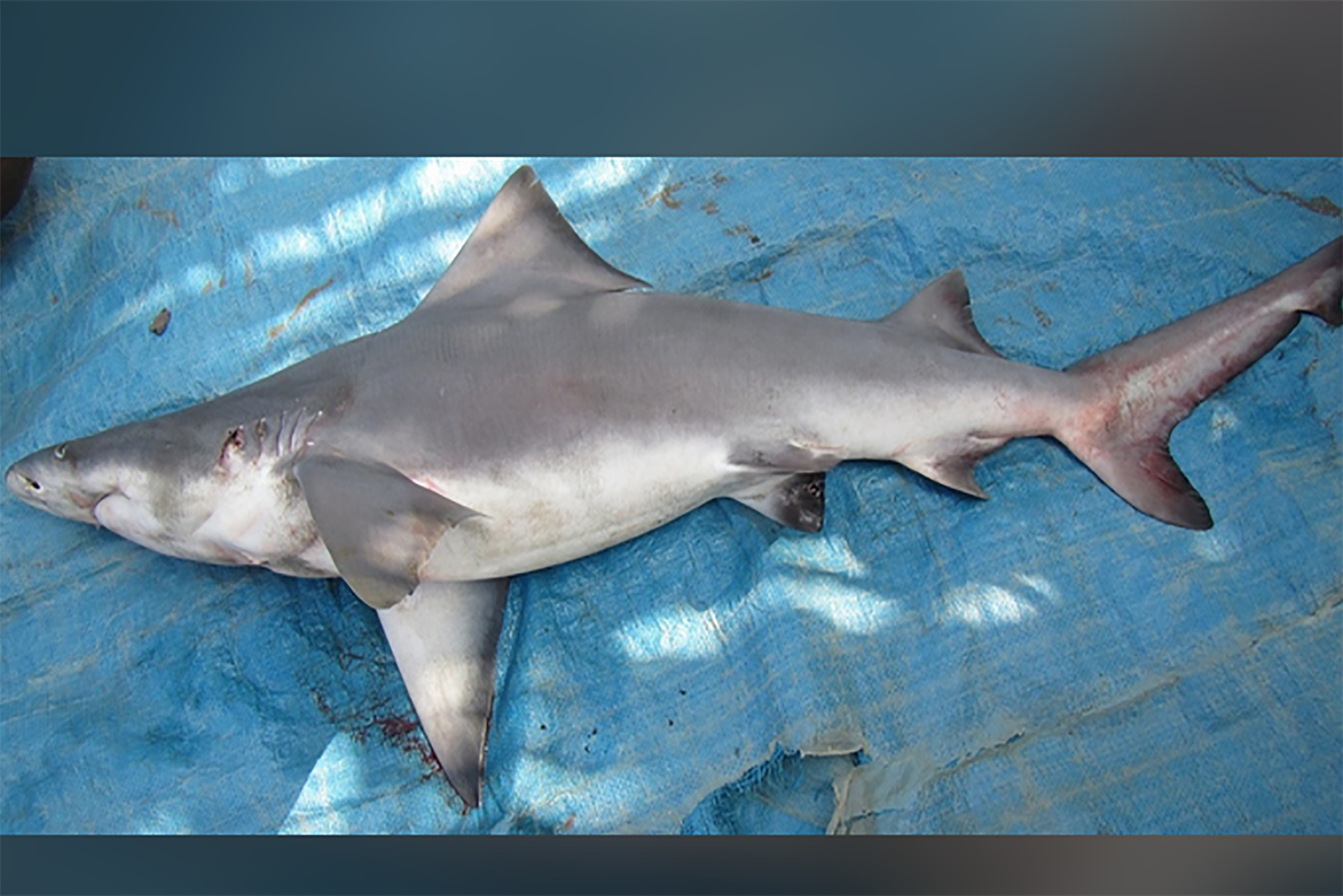 New Guinea River Shark